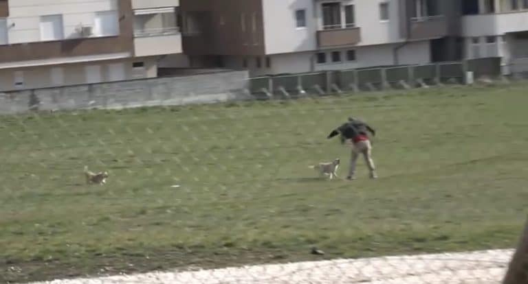 NIKO NEĆE DA GRADI- Raspisan treći tender za izgrdanju azila za pse i mačke